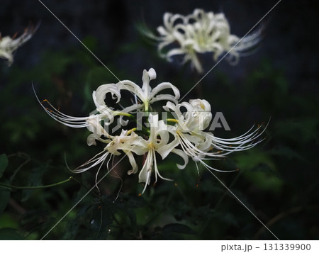 白いヒガンバナの花のクローズアップ（庭の片隅に咲いた白花曼殊沙華） 131339900