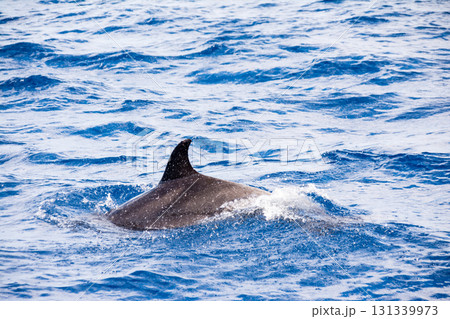 水面から背びれや顔を出しながら泳ぐ野生のイルカ　カナリア諸島のフエルテベンテュラ島にて 131339973