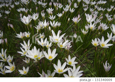 公園にタマスダレの白い花が咲いています。学名はZephyranthes candidaです。 131340009