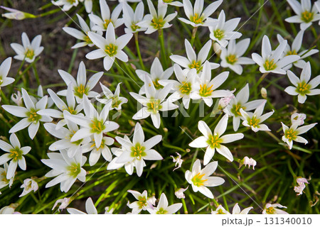 公園にタマスダレの白い花が咲いています。学名はZephyranthes candidaです。 131340010