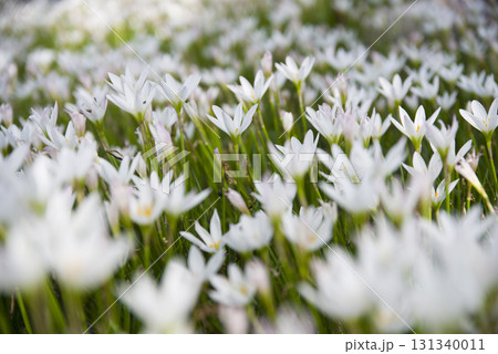 公園にタマスダレの白い花が咲いています。学名はZephyranthes candidaです。 131340011
