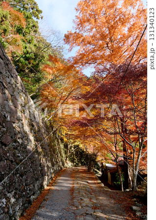愛知県新城市_鳳来山東照宮付近紅葉12_2024年12月 131340123