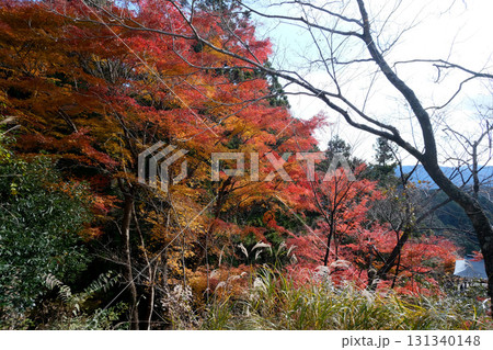 愛知県新城市_鳳来寺紅葉3_2024年12月 愛知県新城市_鳳来寺紅葉3_2024年12月 131340148