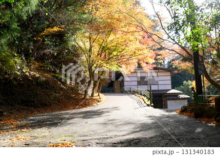 愛知県新城市_鳳来寺参道紅葉5_2024年12月 愛知県新城市_鳳来寺参道紅葉5_2024年12月 131340183