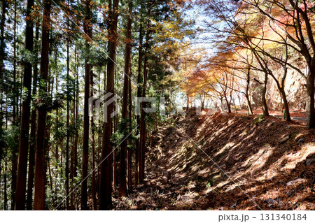 愛知県新城市_鳳来寺参道紅葉6_2024年12月 愛知県新城市_鳳来寺参道紅葉6_2024年12月 131340184