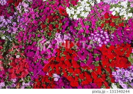 公園にニチニチソウの花が咲いています。学名はCatharanthus roseusです。 131340244