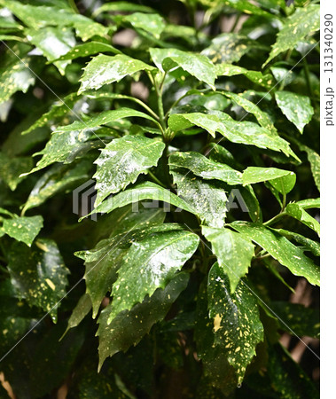 アオキ　(フイリアオキ：aucuba japonica 水滴つき) 131340290