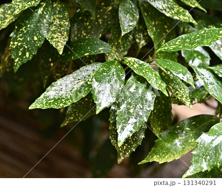 アオキ　(フイリアオキ：aucuba japonica 水滴つき) 131340291
