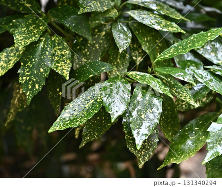 アオキ　(フイリアオキ：aucuba japonica 水滴つき) 131340294