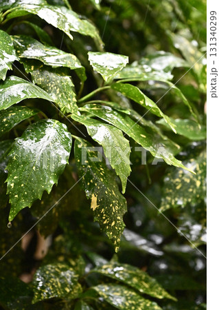 アオキ　(フイリアオキ：aucuba japonica 水滴つき) 131340299