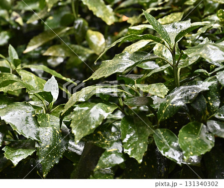 アオキ　(フイリアオキ：aucuba japonica 水滴つき) 131340302