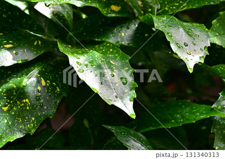 アオキ (フイリアオキ:aucuba japonica 水滴つき) アオキ (フイリアオキ:aucuba japonica 水滴つき) 131340313