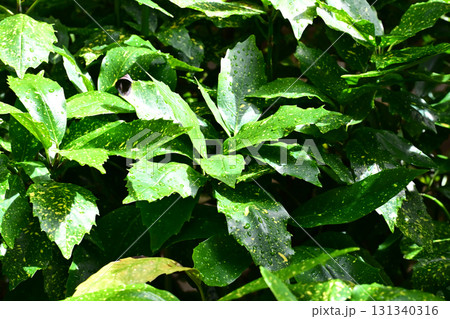 アオキ　(フイリアオキ：aucuba japonica 水滴つき) 131340316