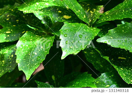 アオキ (フイリアオキ:aucuba japonica 水滴つき) アオキ (フイリアオキ:aucuba japonica 水滴つき) 131340318