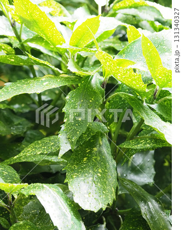 アオキ　(フイリアオキ：aucuba japonica 水滴つき) 131340327