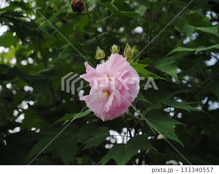 道端のピンクのスイフヨウの花(午前中白かった吉野川沿いの酔芙蓉) 道端のピンクのスイフヨウの花(午前中白かった吉野川沿いの酔芙蓉) 131340557