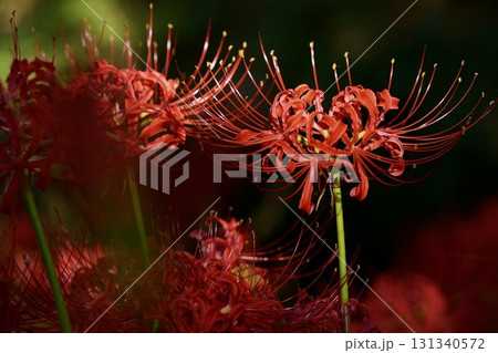 しっとり咲く美しい彼岸花　光輝く　群生 131340572