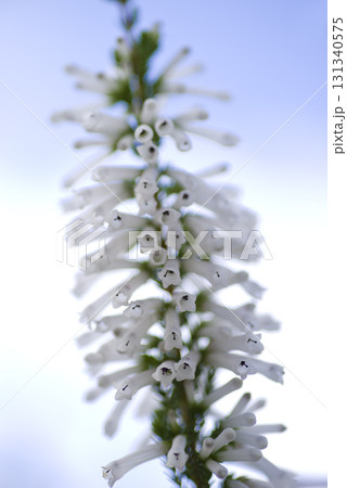 筒状のエリカの花が咲いています。学名はEricaです。 筒状のエリカの花が咲いています。学名はEricaです。 131340575
