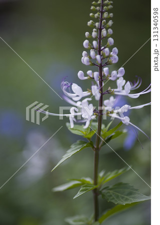 ネコノヒゲ(猫の髭)の花が咲いています。学名はOrthosiphon aristatusです。 ネコノヒゲ(猫の髭)の花が咲いています。学名はOrthosiphon aristatusです。 131340598