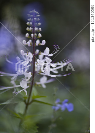 ネコノヒゲ(猫の髭)の花が咲いています。学名はOrthosiphon aristatusです。 ネコノヒゲ(猫の髭)の花が咲いています。学名はOrthosiphon aristatusです。 131340599