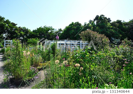 濁川公園　花畑（新潟県） 131340644