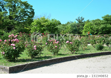 濁川公園　花畑（新潟県） 131340652