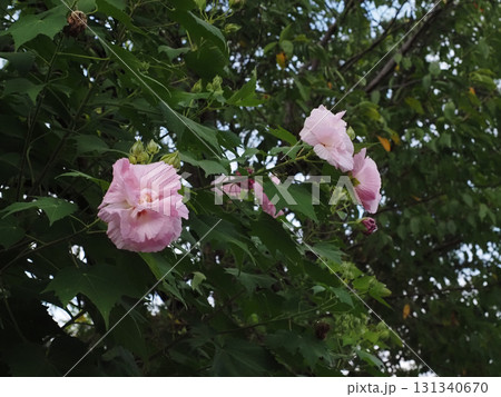 ピンクがかかったスイフヨウの花（吉野川沿いの道端で見かけた午後の酔芙蓉） 131340670