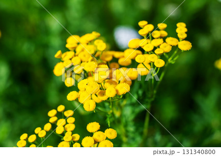 Closeup of vibrant yellow flowers against a lush green background Closeup of vibrant yellow flowers against a lush green background 131340800