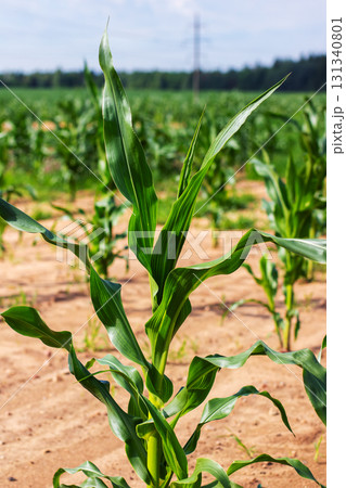 A Vibrant Corn Field is Growing Beautifully Under a Clear Blue Sky A Vibrant Corn Field is Growing Beautifully Under a Clear Blue Sky 131340801
