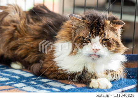 A brown and white cat is comfortably laying on a soft blanket in a cage A brown and white cat is comfortably laying on a soft blanket in a cage 131340829