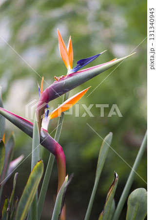 鳥のような形の花が咲いています。花の名前はストレリチア（極楽鳥花）です。 131340945