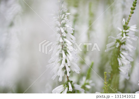 筒状のエリカの花が咲いています。学名はEricaです。 131341012