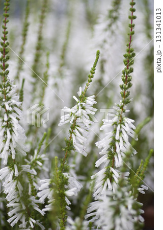 筒状のエリカの花が咲いています。学名はEricaです。 131341013