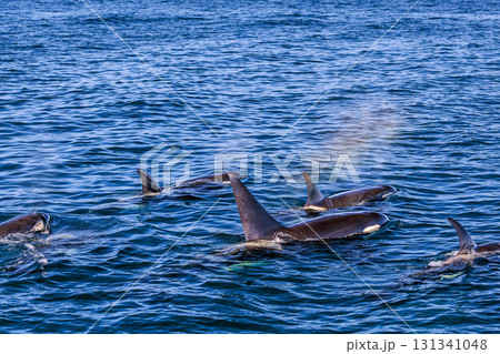 群れで泳ぐシャチたち ― 北の海の雄大な光景 131341048