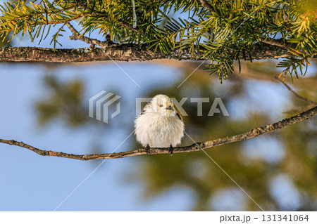 冬の森に佇むシマエナガ 131341064