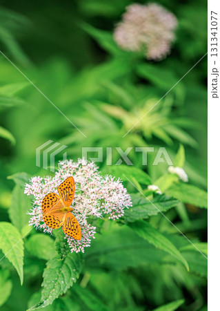 ピンクの花に舞うヒョウモンチョウの姿 131341077