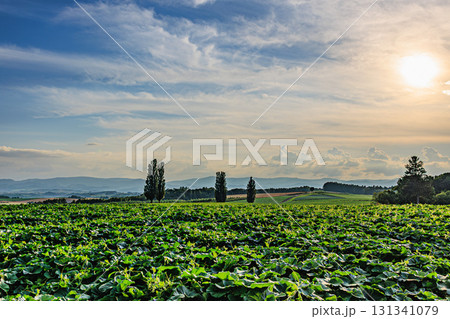 太陽と雲が彩る美瑛の農村風景 太陽と雲が彩る美瑛の農村風景 131341079