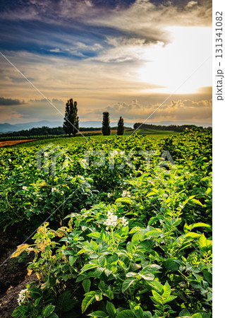 美瑛・就実の丘の田園風景と夕暮れの光 131341082