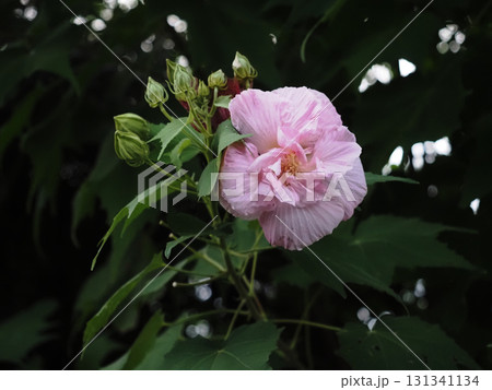 うすくピンクがかかったスイフヨウの花（午後の道端で見かけた酔芙蓉） 131341134