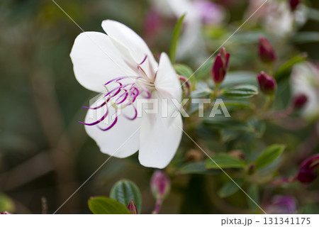 白色のノボタンの花が咲いています。 131341175