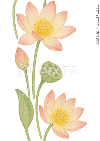 Lotus flowers for mid autumn festival, isolated on transparent background 131341211