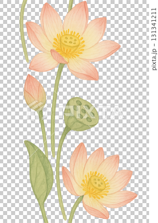 Lotus flowers for mid autumn festival, isolated on transparent background 131341211