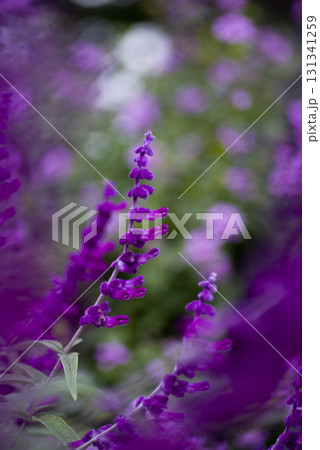 ハーブ園にメキシカンセージ（アメジストセージ又はサルビア・レウカンサ）の花が咲いています。 131341259