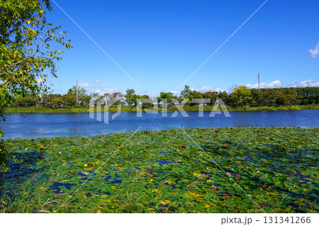 ヘラブナ広場の奥の方の沼を見て（岩見沢市北村・北村中央公園） 131341266