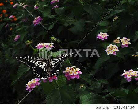 ランタナの花とハネを広げたキアゲハ ランタナの花とハネを広げたキアゲハ 131341434