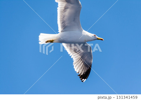 青い空と明るい日差しの下を優雅に飛び回るカモメ　カナリア諸島のフエルテベンテュラ島にて 131341459
