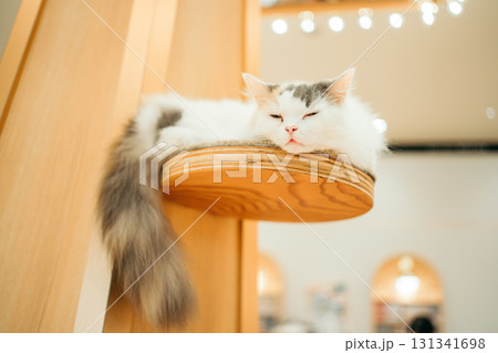 猫カフェ　猫　ラガマフィン 131341698