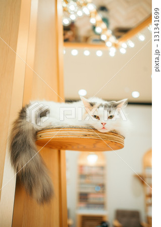 猫カフェ　猫　ラガマフィン 131341699