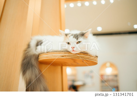 猫カフェ 猫 ラガマフィン 猫カフェ 猫 ラガマフィン 131341701