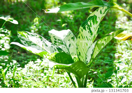 Dieffenbachia, Dumb canes or Dieffenbachia poisonous or bicolor plant Dieffenbachia, Dumb canes or Dieffenbachia poisonous or bicolor plant 131341703